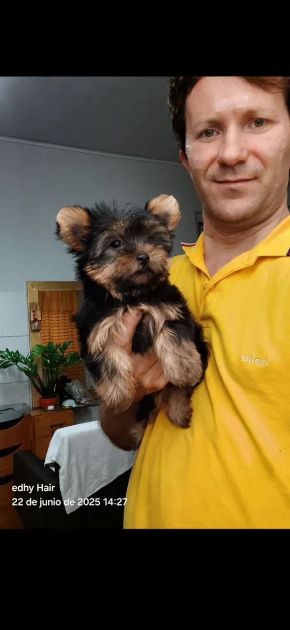Filhote de Yorkshire Terrier para um novo lar - Foto 4