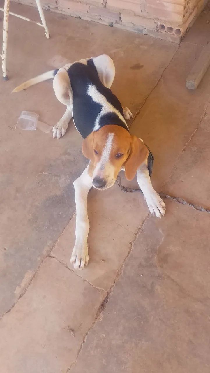 Cães Adoráveis para venda  - Foto 3
