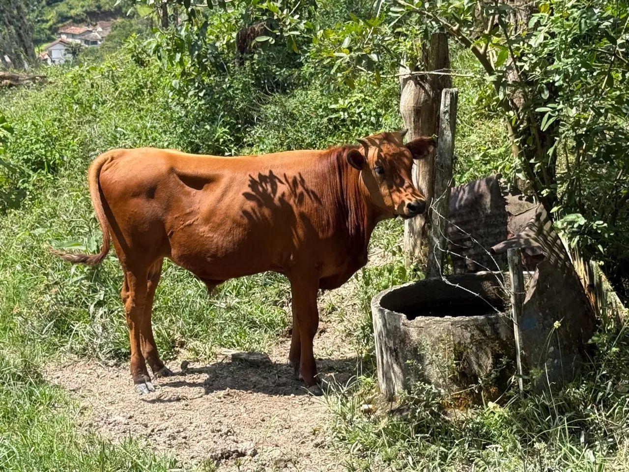 Bezerro/Terneiro Macho - Foto 3