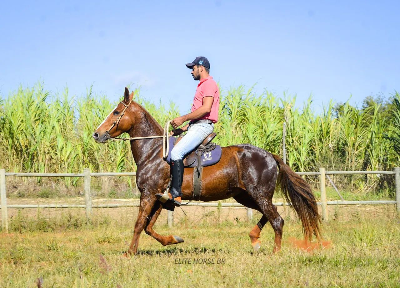 LINDA ÉGUA MM - NEGOCIÁVEL  - Foto 5