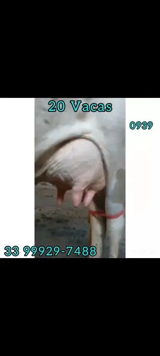 20 Vacas  - Foto 3
