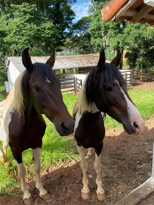 Dois cavalos Mangalarga  - Foto 5