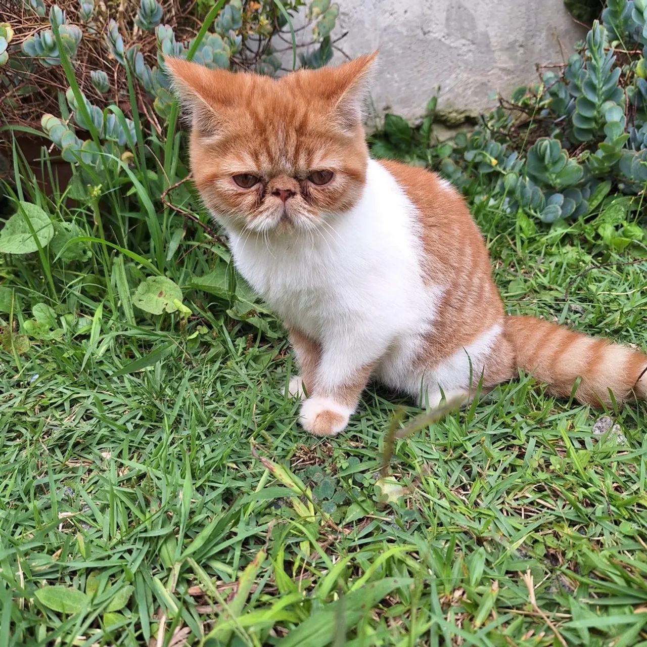 Gatinhos Persa pedigree  - Foto 4