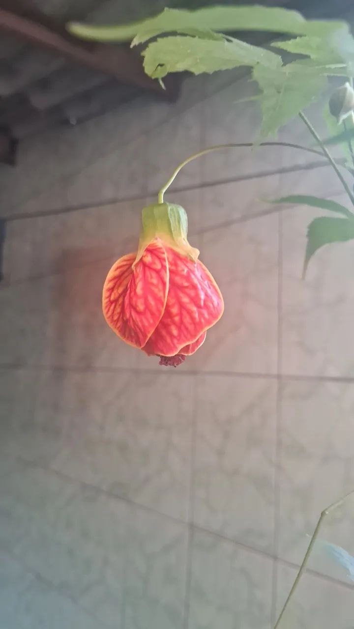 Mudas de lanterninha japonesa  - Foto 3