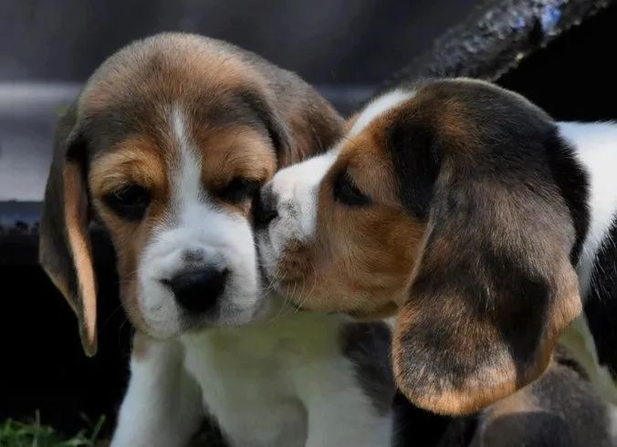 Porte de Apartamento Brincalhões e Lindos / Beagle Filhotes com Garantia de Saúde 