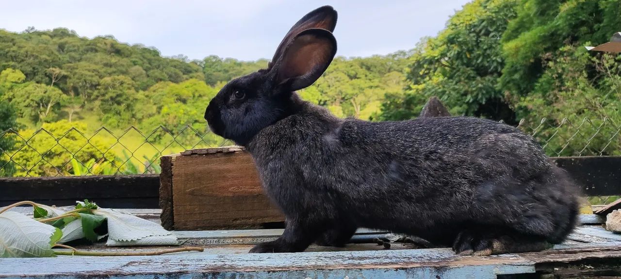 Coelhos gigante de Flanders 64672974001921121