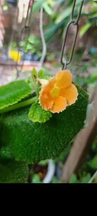 Muda de Flor Amarela. Episcias ou planta tapete a partir de 10,00 reais