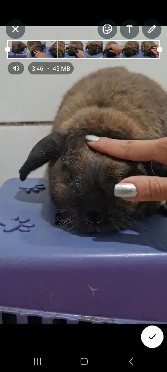 Coelhinho Mini lop - Foto 2