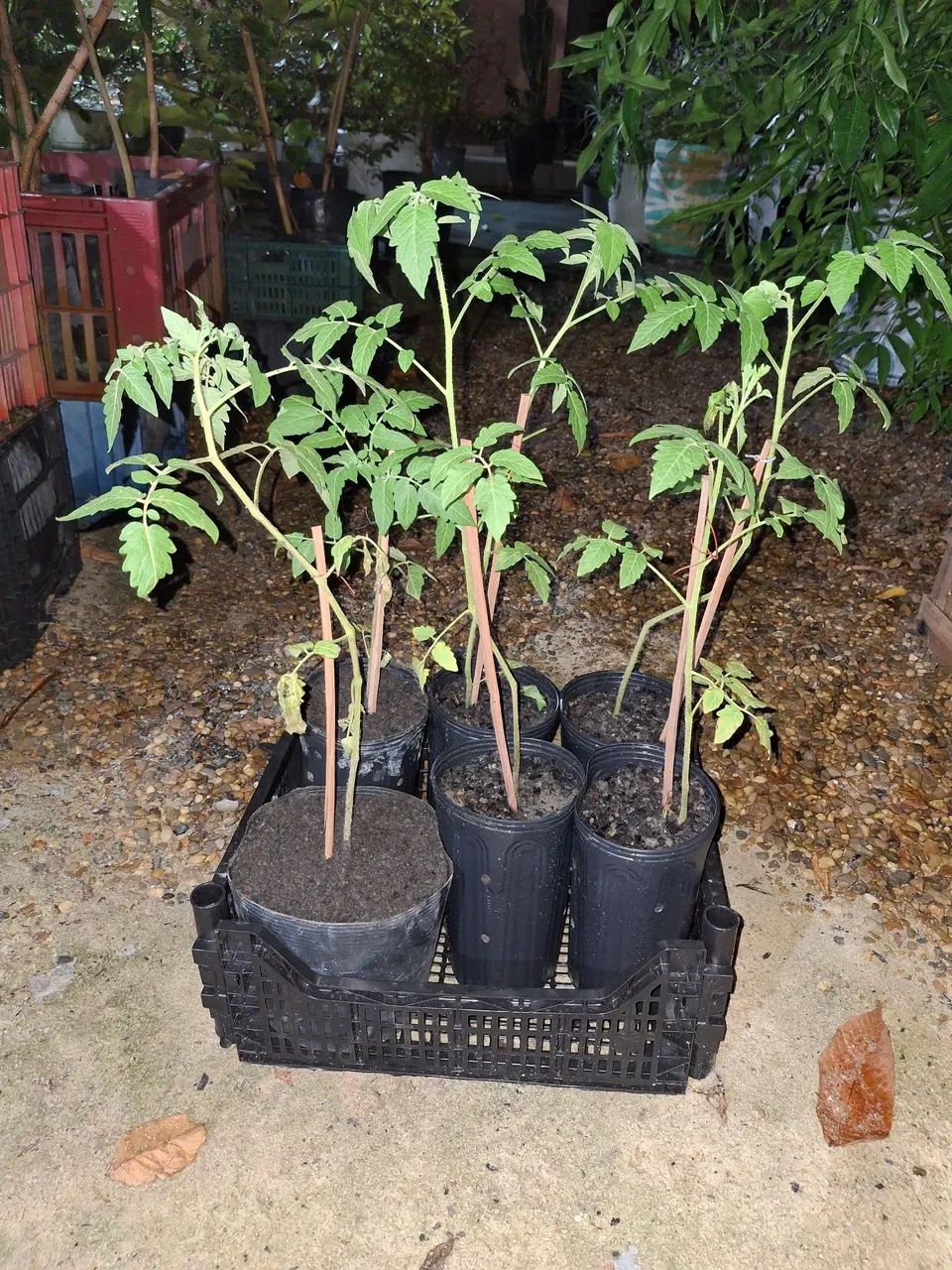 Mudas de tomate Cereja prontas para o plantio - Foto 2