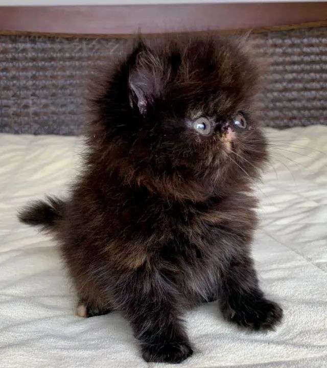 Show D/Gata Persa filhote Feméa Black Tortie pelo longo extremada,C/65 Dias Super Linda - Foto 2