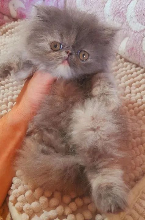 PERSA SHOW Fêmea - Cor BlueTortie - Foto 4