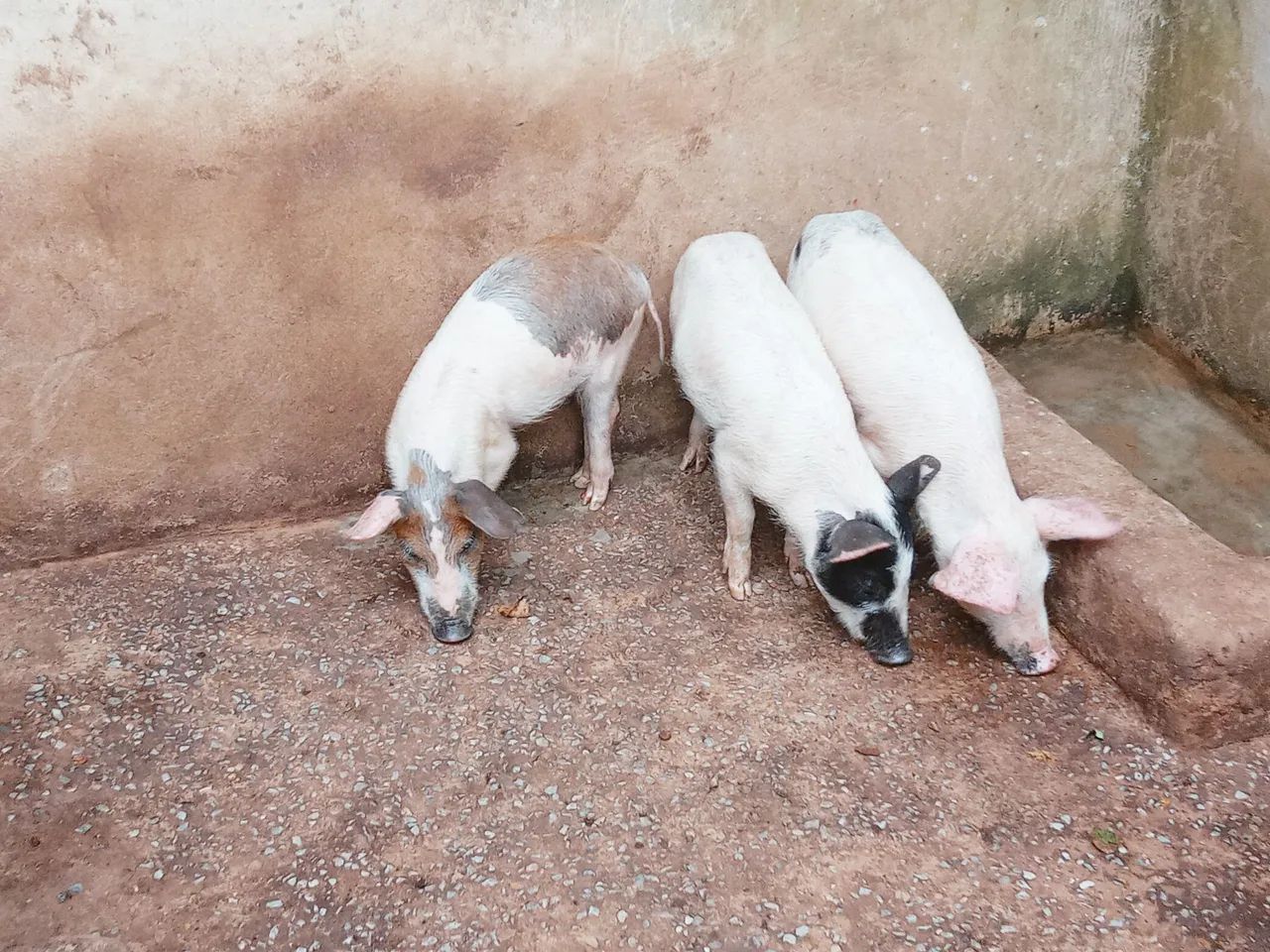 Três leitões para venda - Foto 2