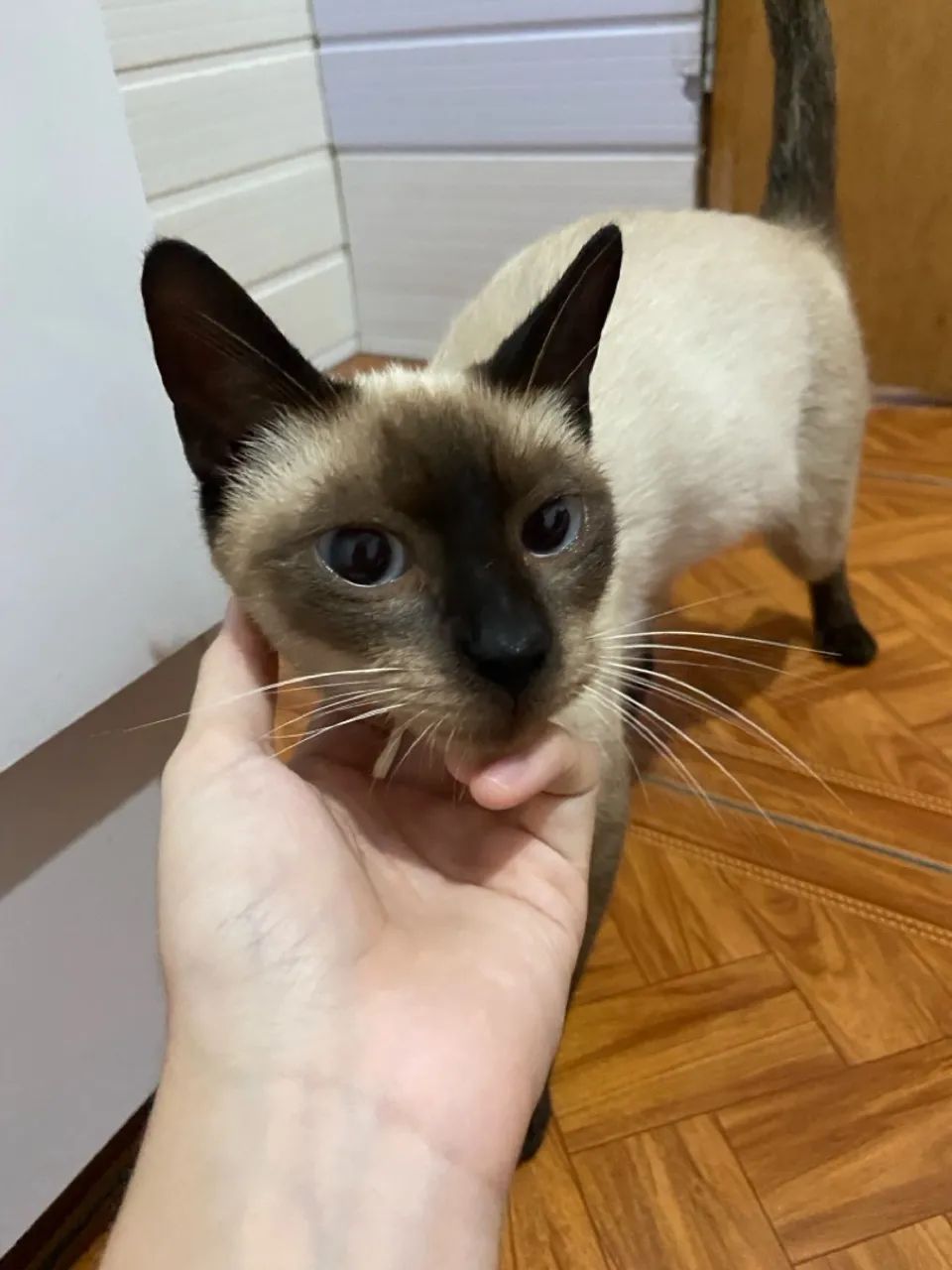 Gata fêmea siamês  - Foto 3