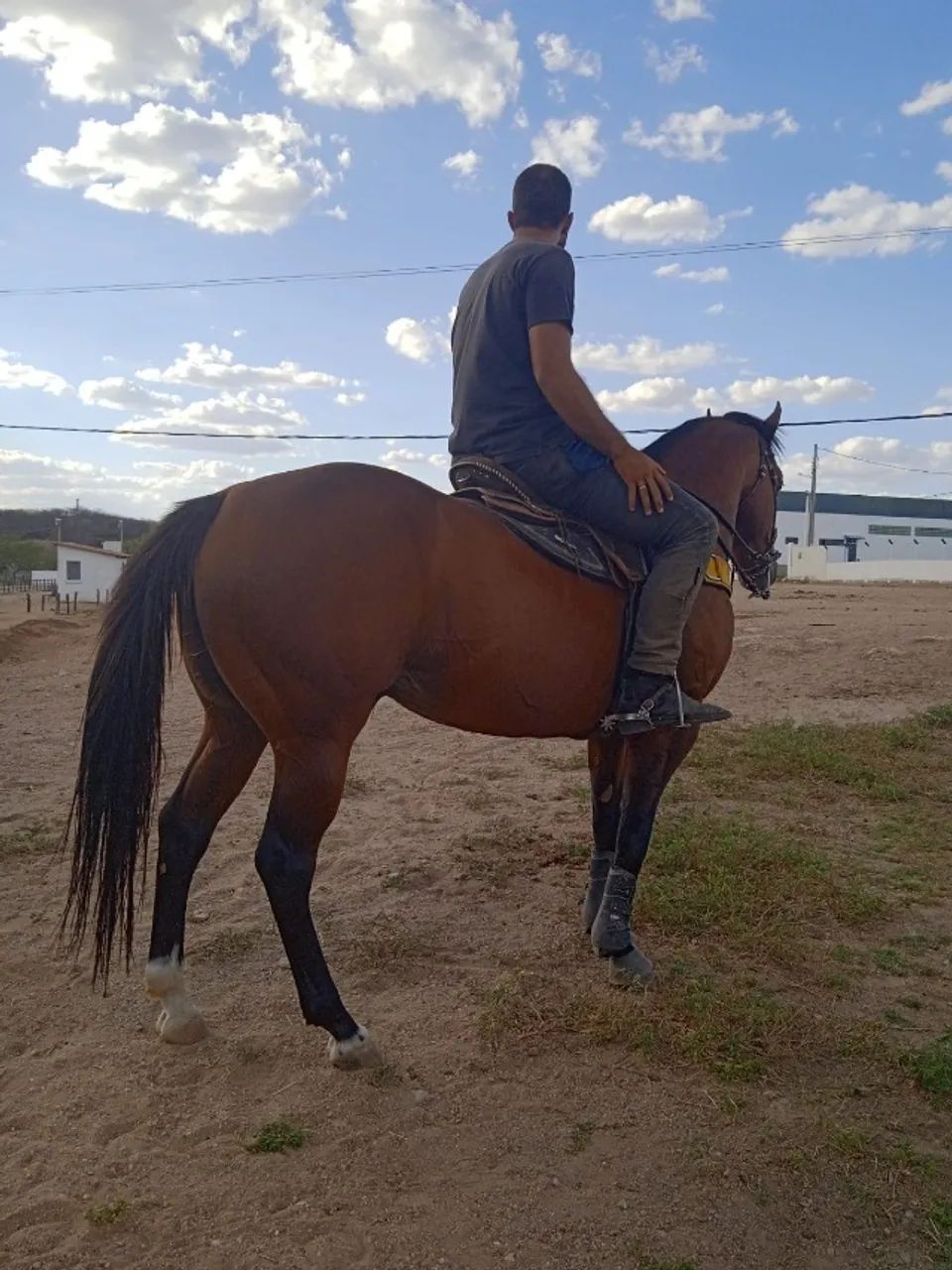 Garanhão El Shady Zorreiro - Foto 3