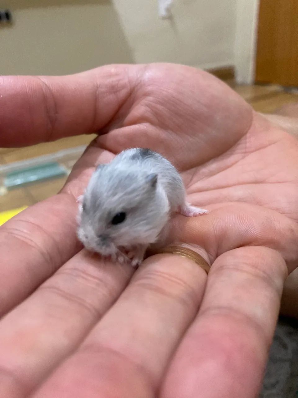 Hamster Anão Russo * - Foto 2