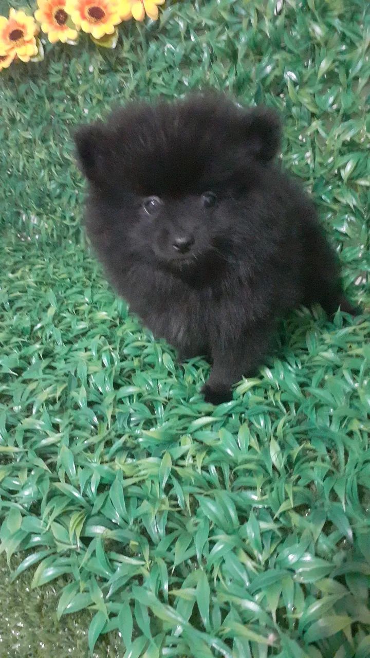 BB de Luluzinho Preto olho jabuticaba a pronta entrega  - Foto 3