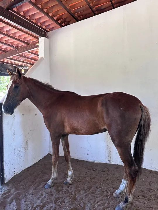 Potro Quarto de Milha - Foto 4