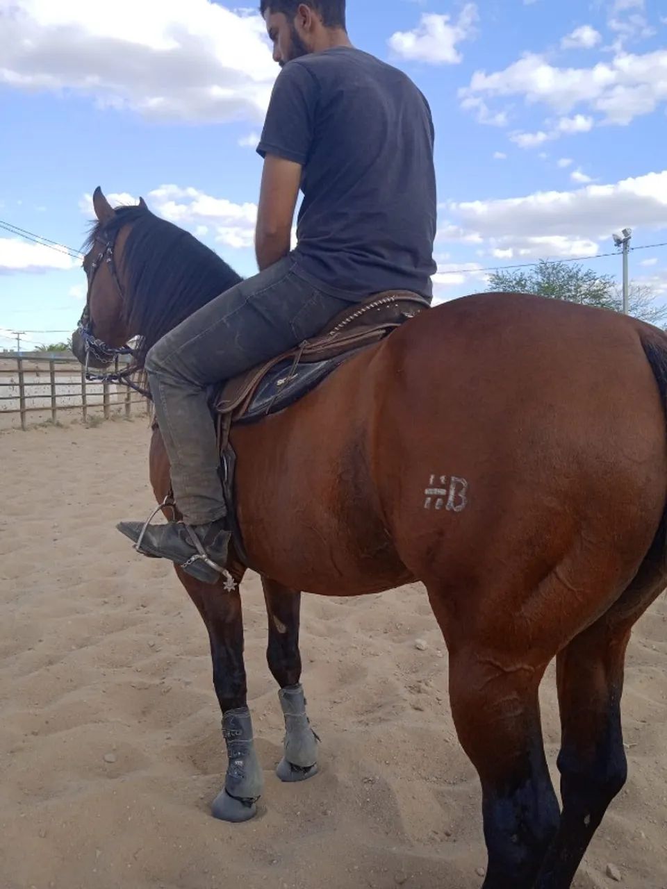 Garanhão El Shady Zorreiro - Foto 2