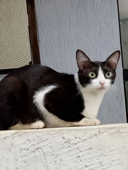 Gata linda e dócil para adoção - Foto 3