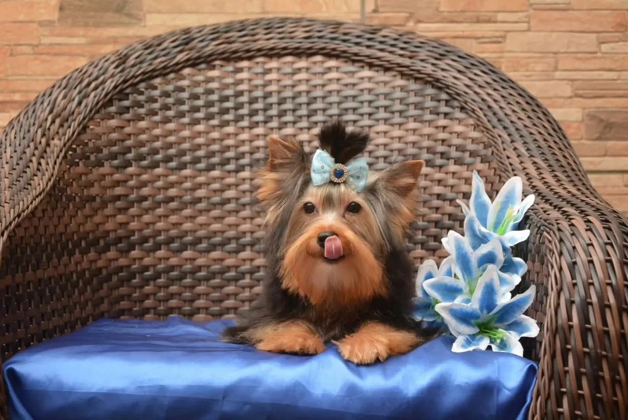 Lindo macho yorkshire 5 meses  - Foto 3