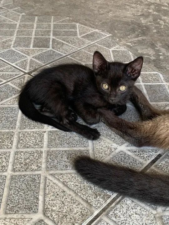 Gatinho preto lindo para adoção - Foto 4