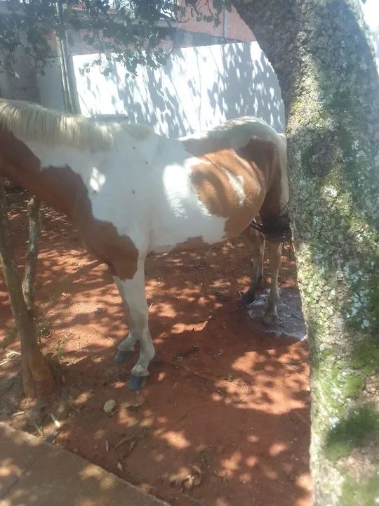 Vendo égua mestiça Criolo Prenha de cavalo paulista puro - Foto 3