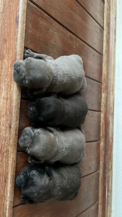 Bulldog Francês Pocket  - Foto 4