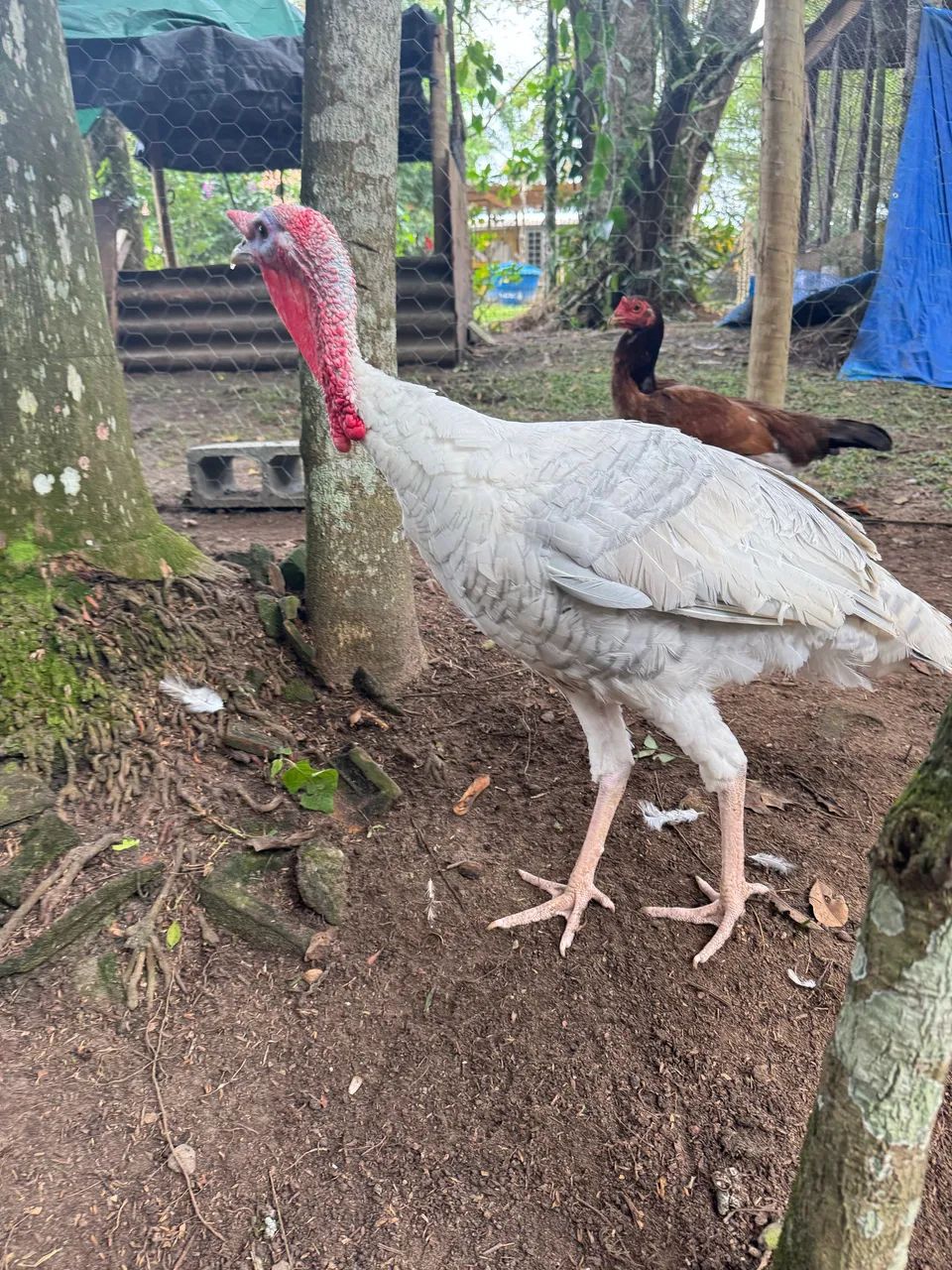 Perus , perua , ovos galados