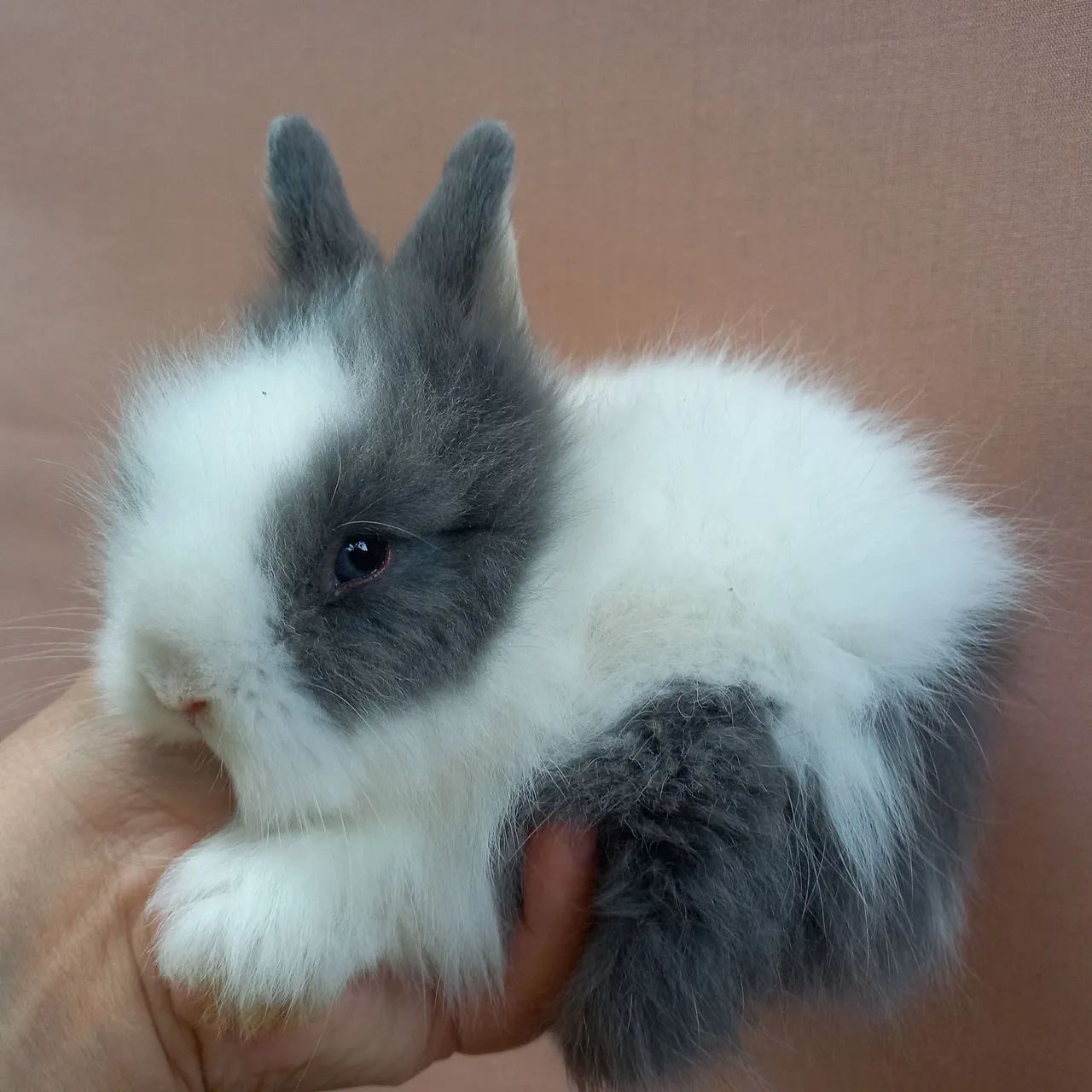 Coelho Anão Teddy Dwerg 