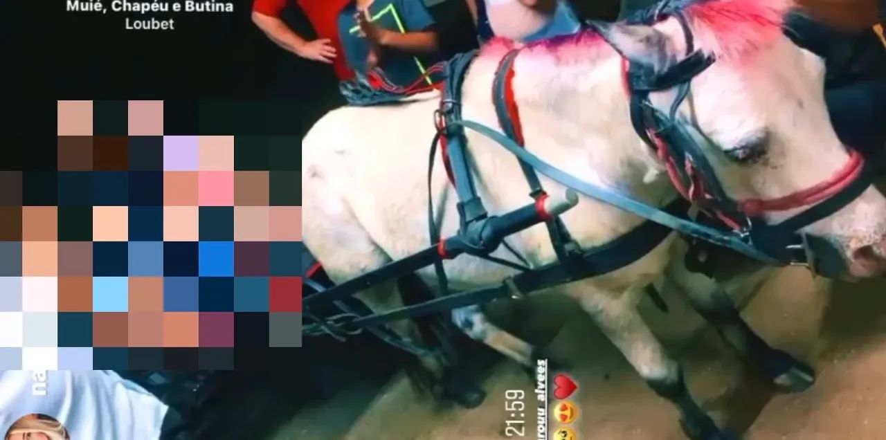 Pônei super mansa  - Foto 5