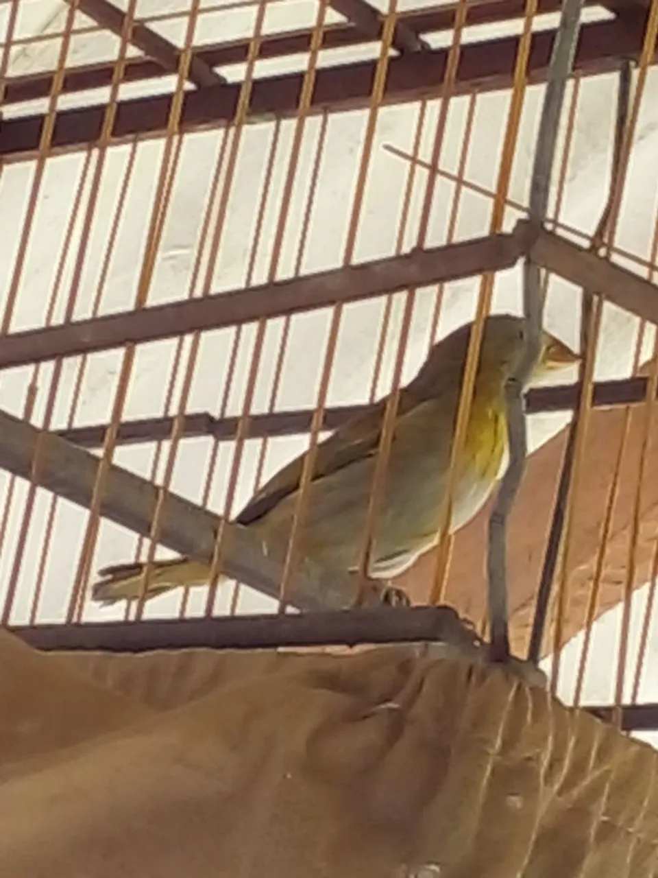 Gaiola de madeira novo
