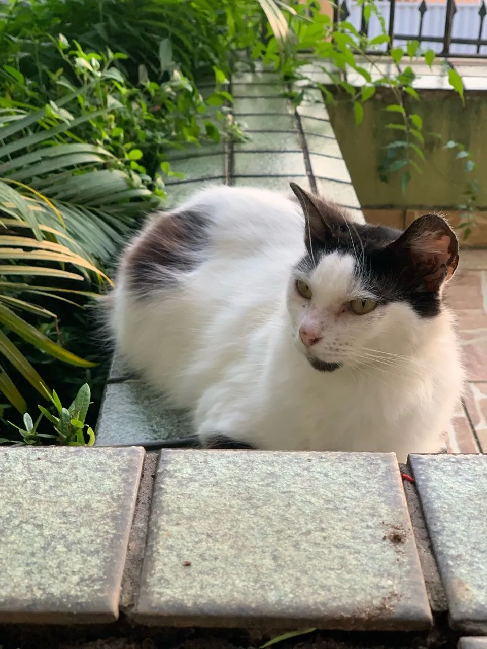 Doação gata - Foto 2