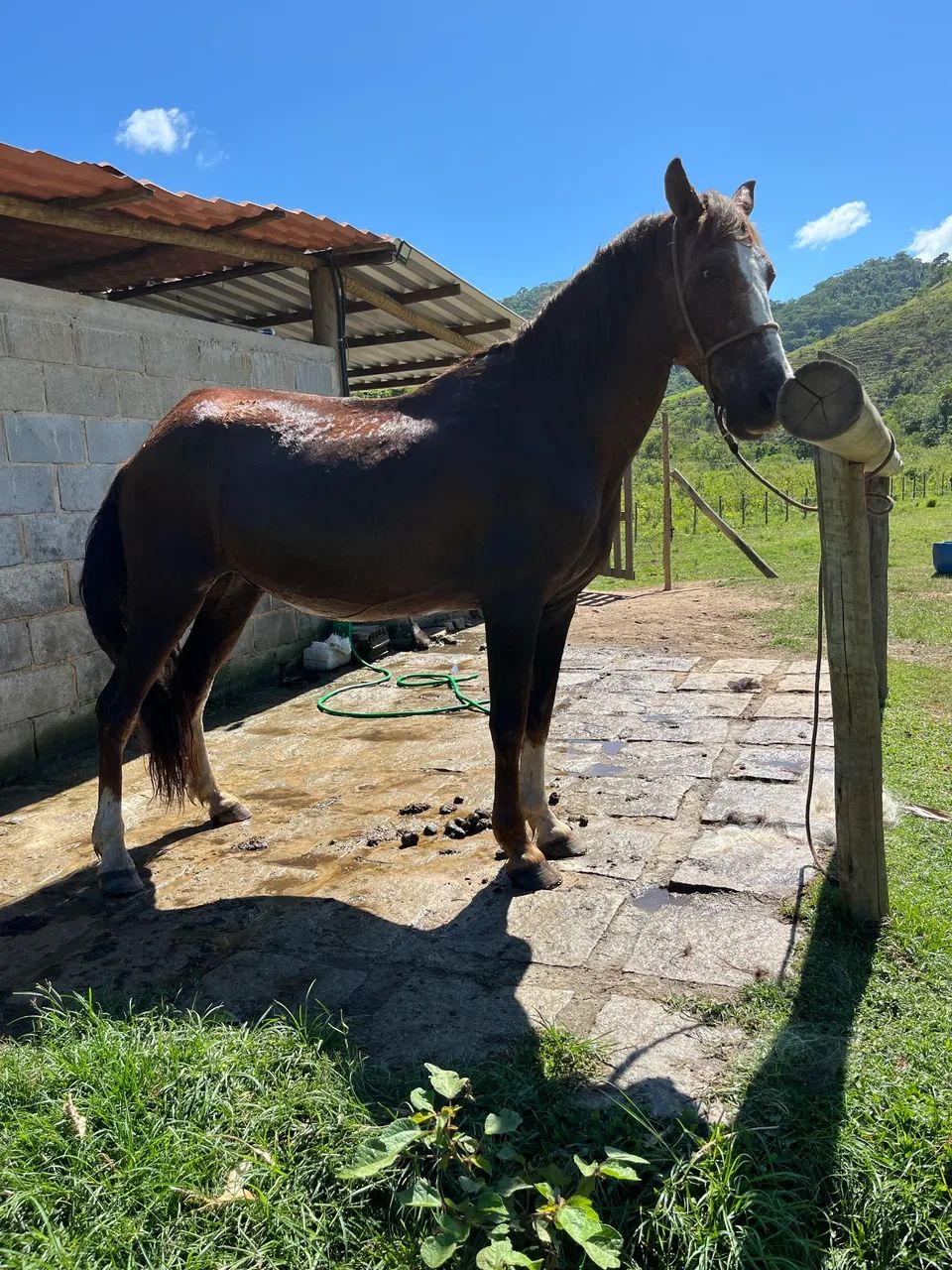 Cavalo marcha picada! - Foto 3