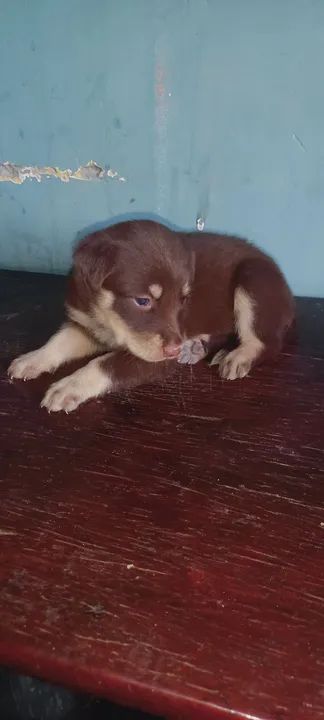 Filhote de cachorro marrom - Foto 5