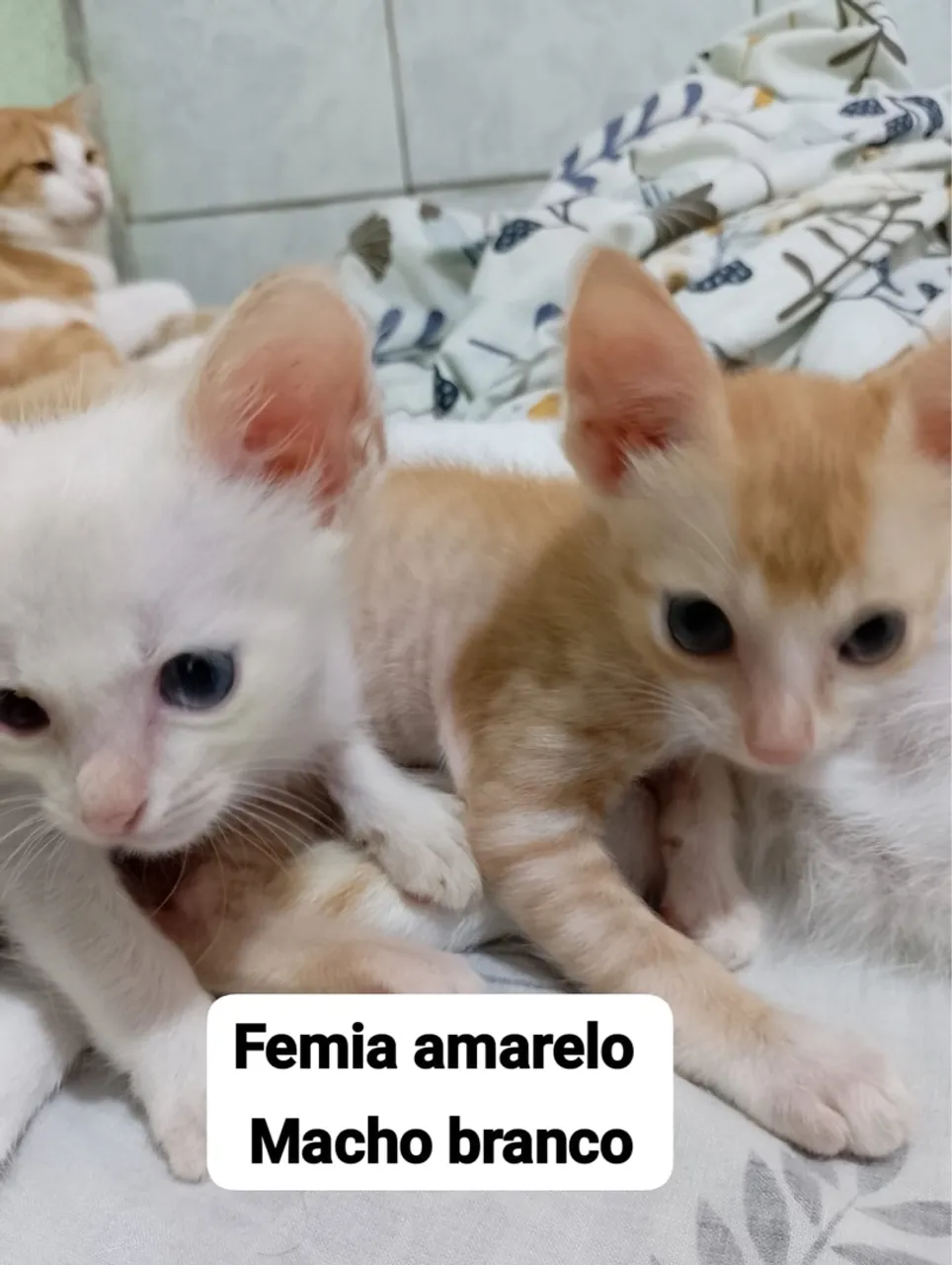 Gatinhos Filhotes para Adoção - Fêmea Amarela e Macho Branco