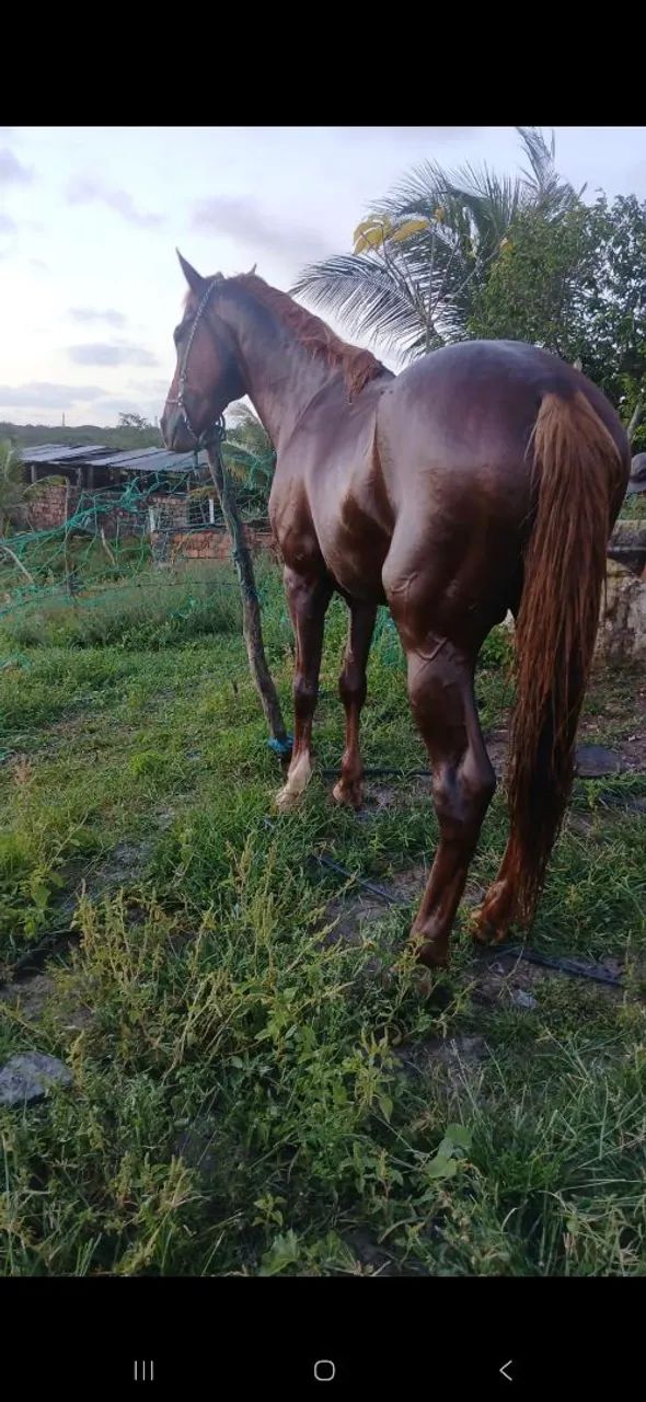 Cobertura de cavalo  - Foto 4