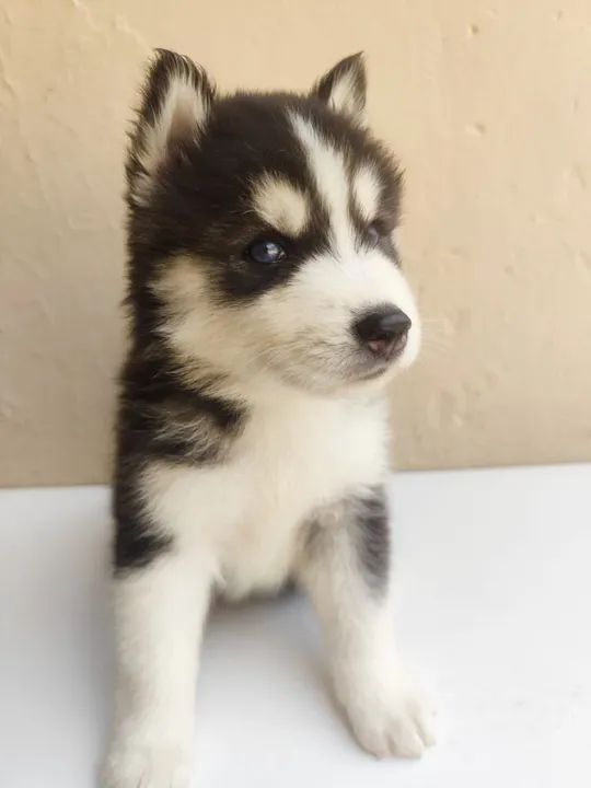 Filhotes de husky siberiano  - Foto 5