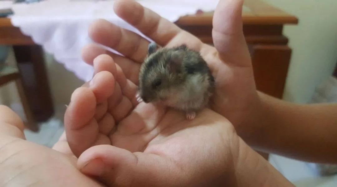 Hamster anão russo filhotes  - Foto 3