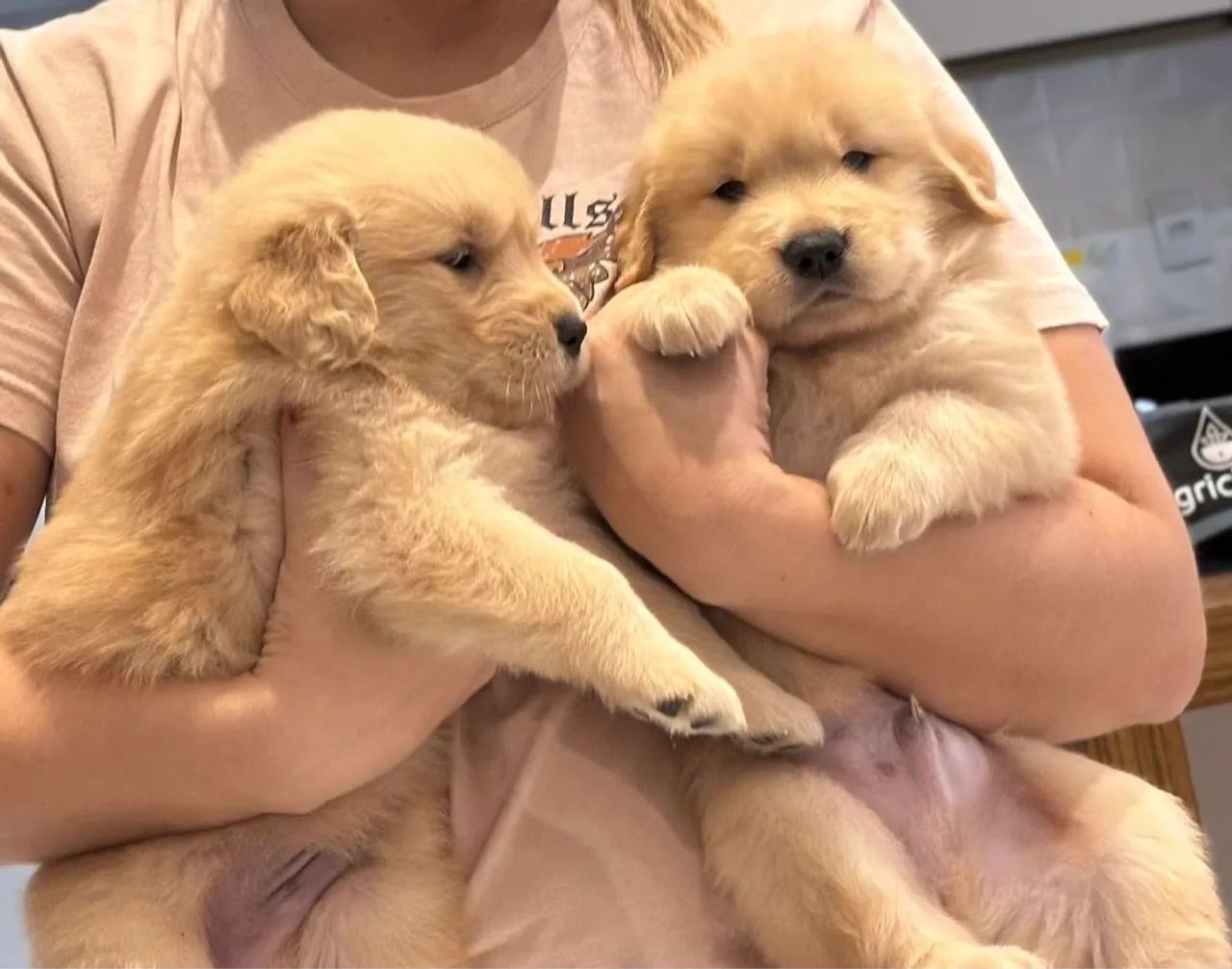 Filhotes de Golden Retriever PARA RESERVA  - Foto 3