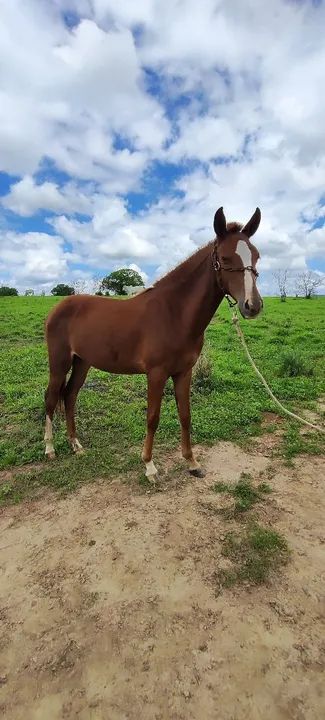 Potra Mangalarga Marchador