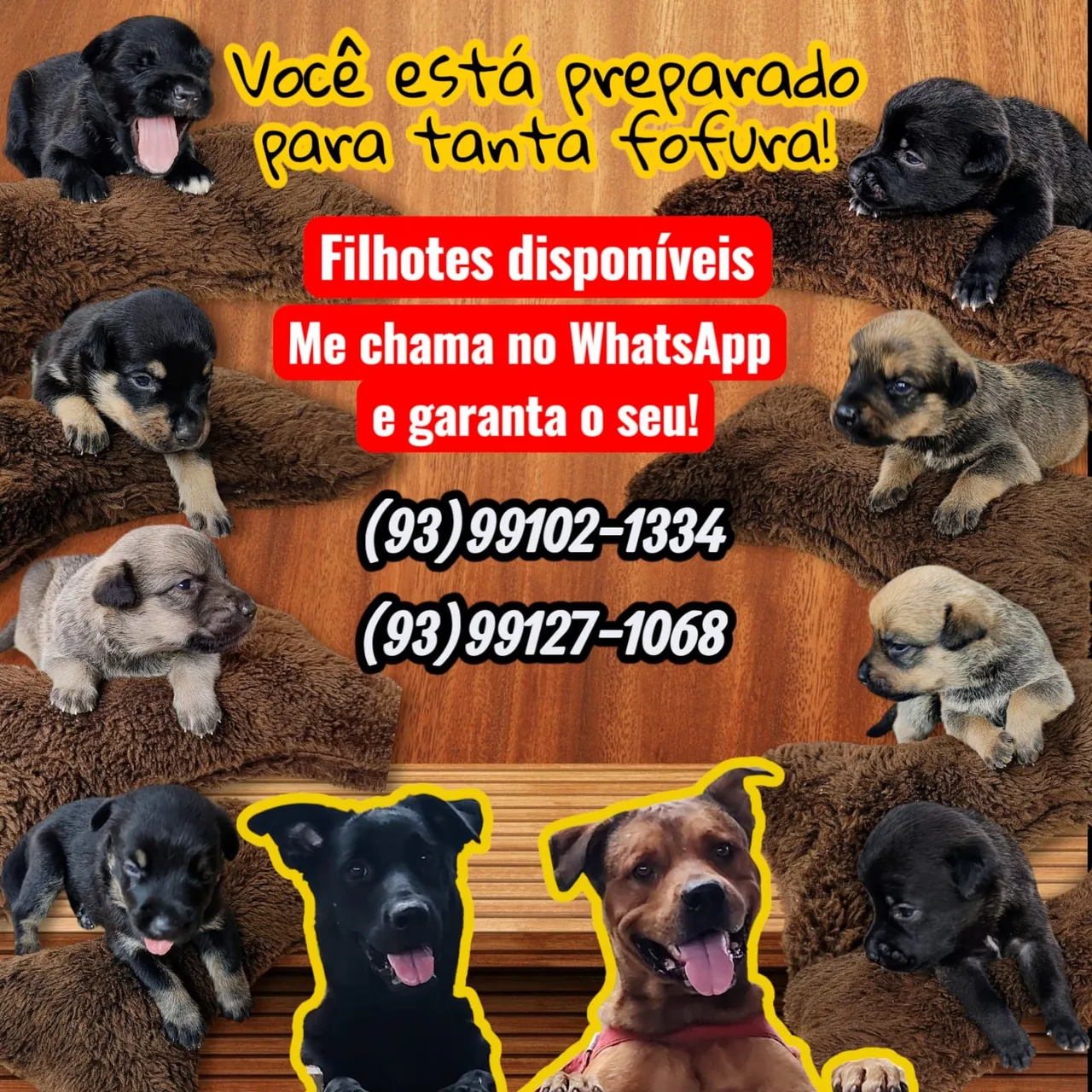 Vendo Filhotes porte Grande.