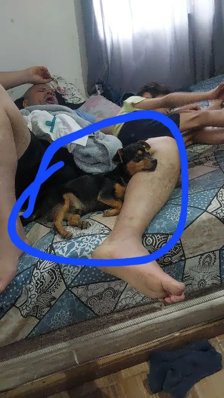 Vendo um cachorro da raça pinscher já tem um ano macho número um