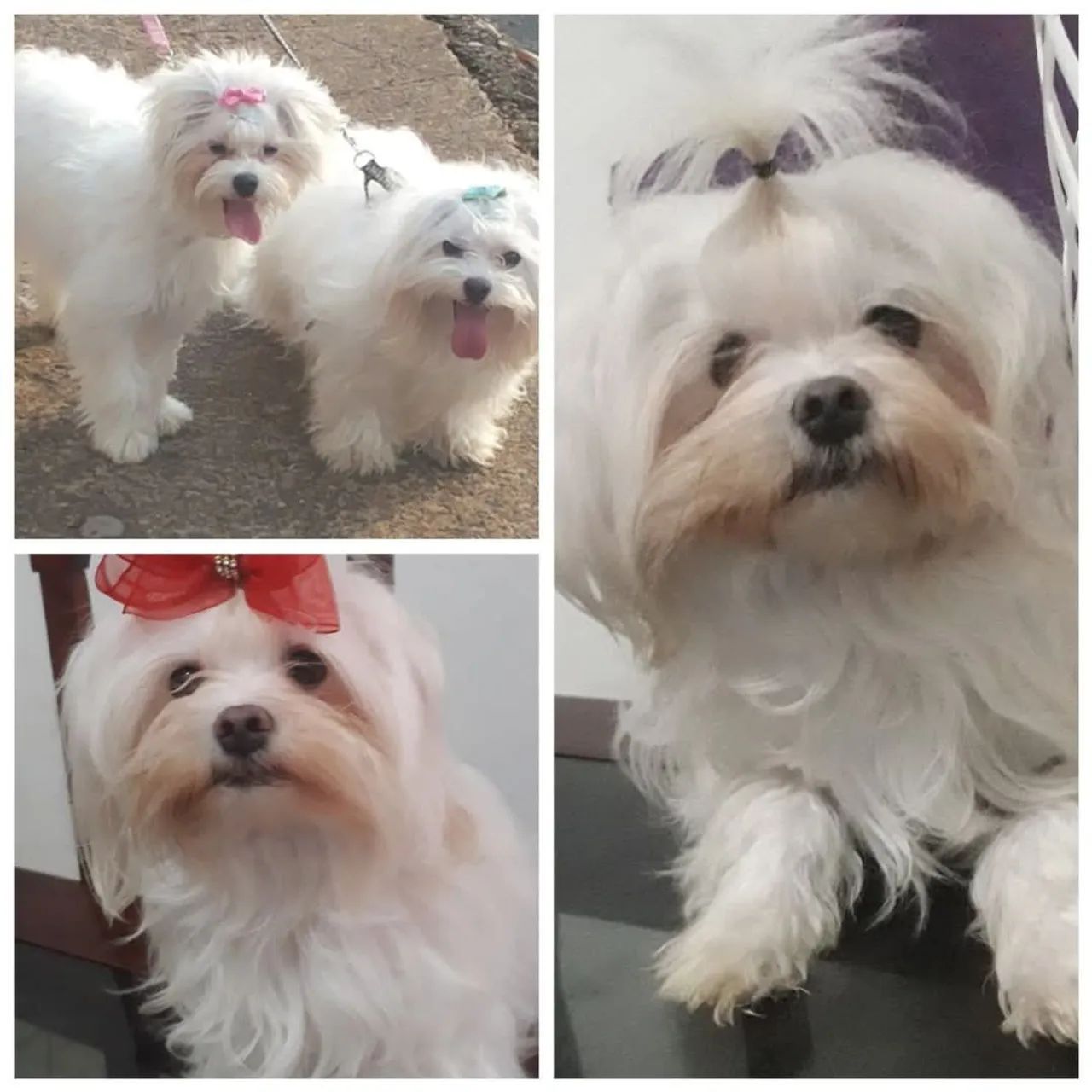 Macho maltês disponível pra reserva  - Foto 2