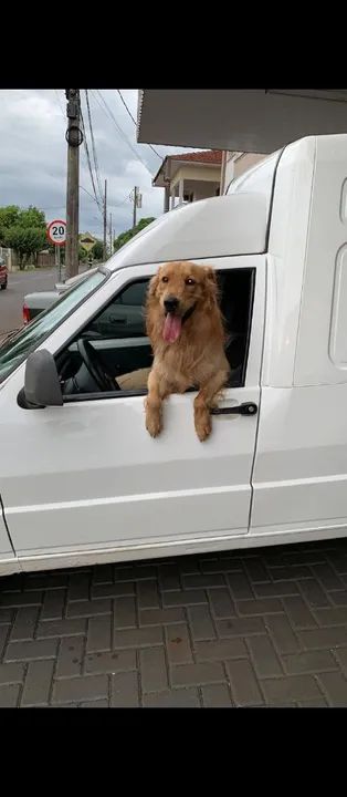 Filhote Golden Retriever para adoção - Foto 2