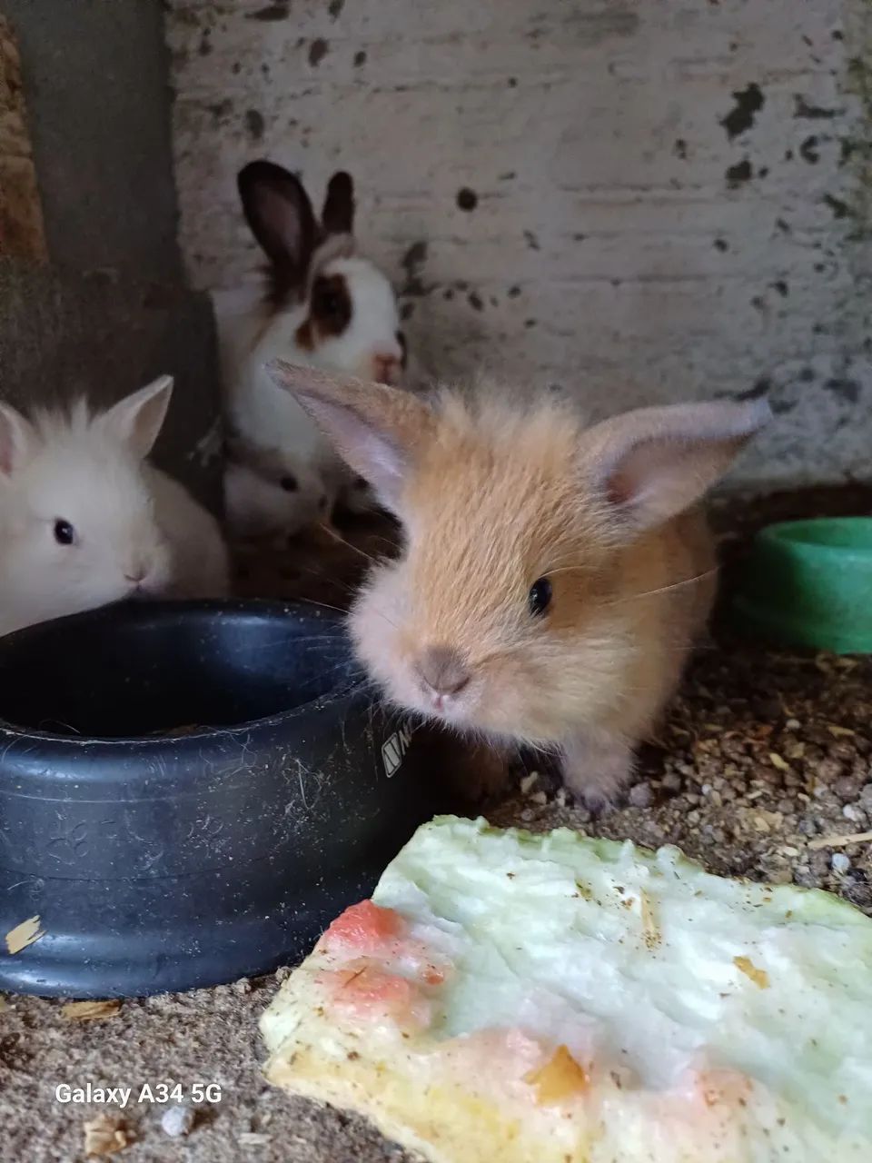 Filhotes de coelhos Mini Lion.  - Foto 3