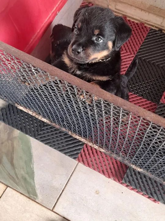 Dois filhotes de Rottweiler - Foto 2
