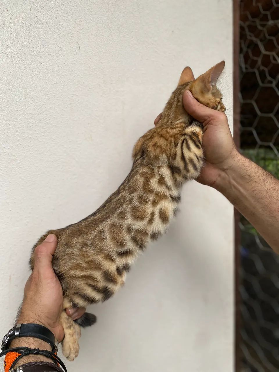 Gato Bengal com rosetas 424794494694205444