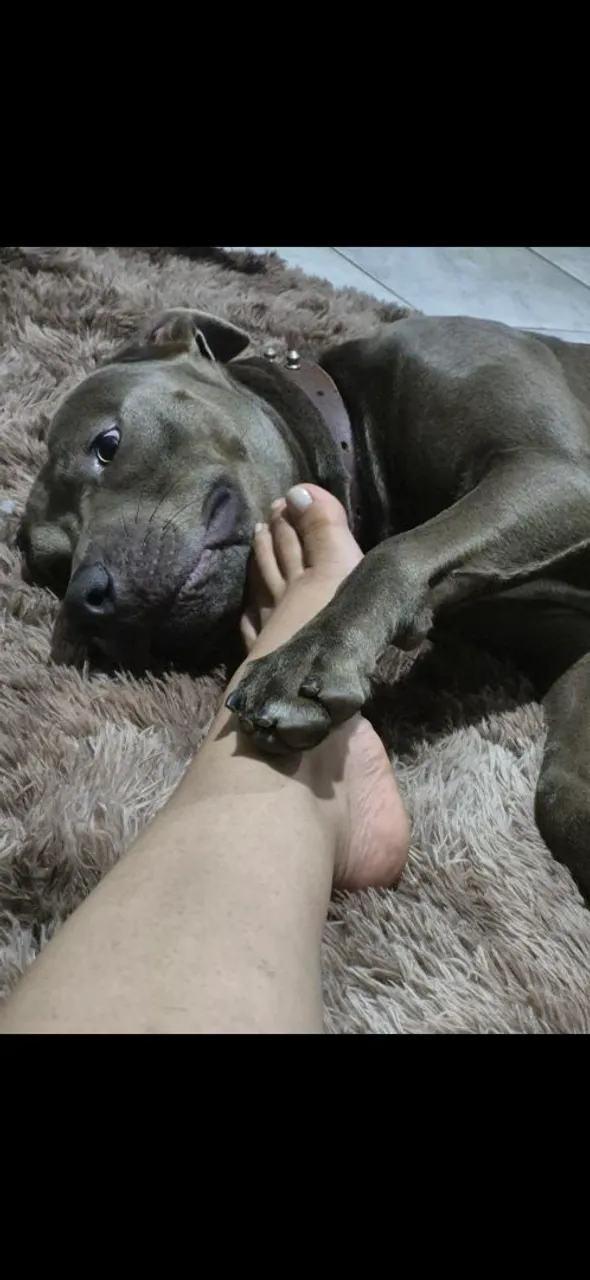 VENDO PITBULL (REDNOSE) PURO