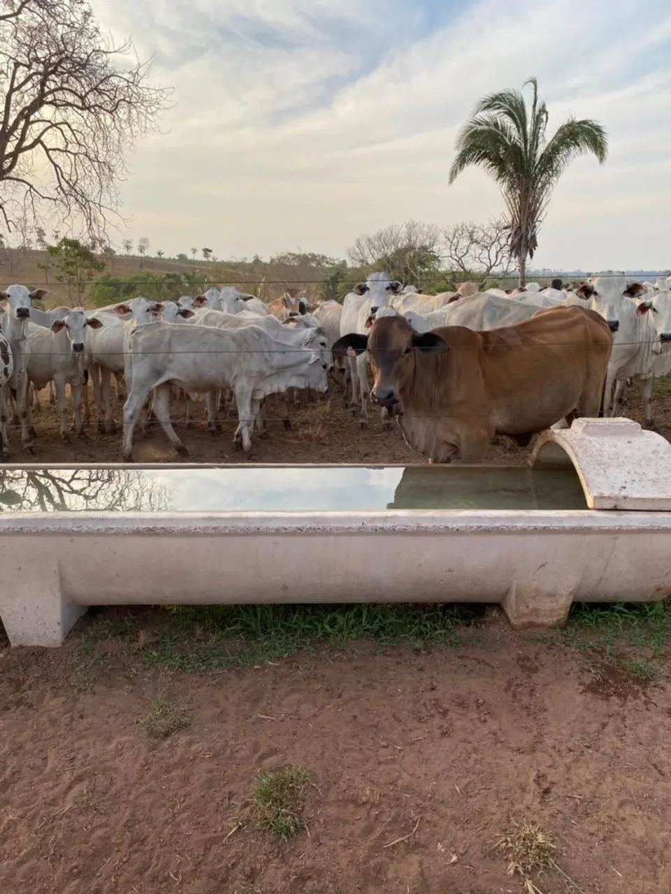 Cocho e bebedouro para animais *22 - Foto 3