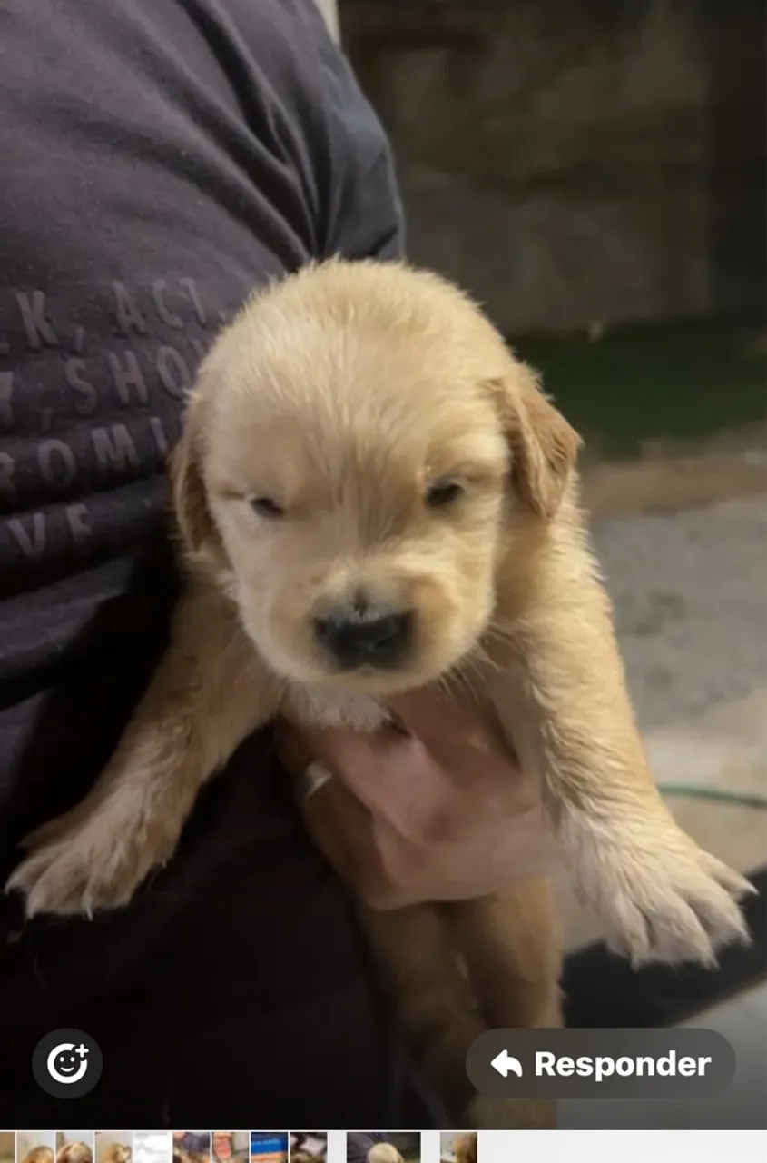 Filhote de Golden Retriever 